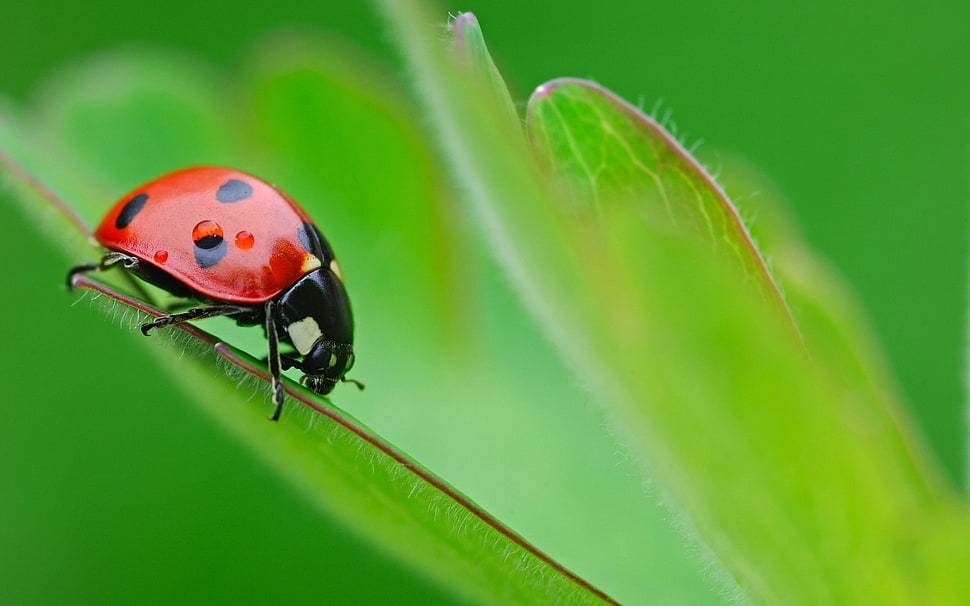Lady bug on green leaf HD wallpaper