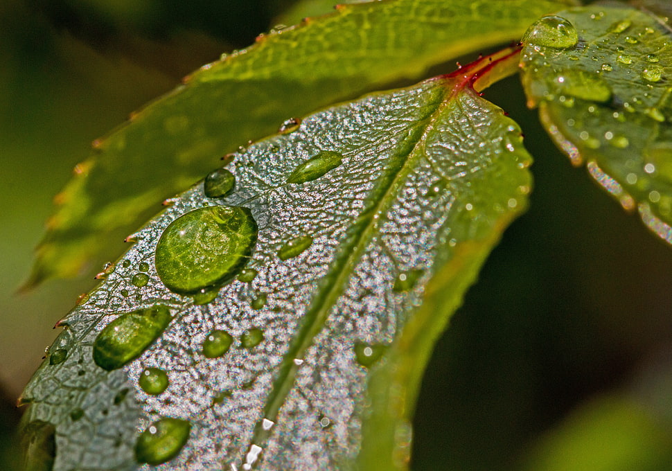macro shot of green leaf with water dew HD wallpaper