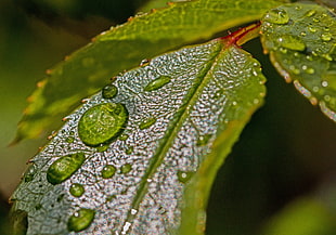 macro shot of green leaf with water dew