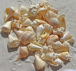 beige Sea shells HD wallpaper