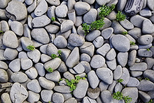 closeup photo of gray stones with green leaf plants