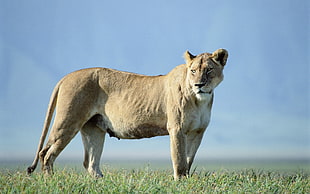 photo of lion during daytime