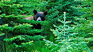 photography of brown bear in the middle of green leaved plants