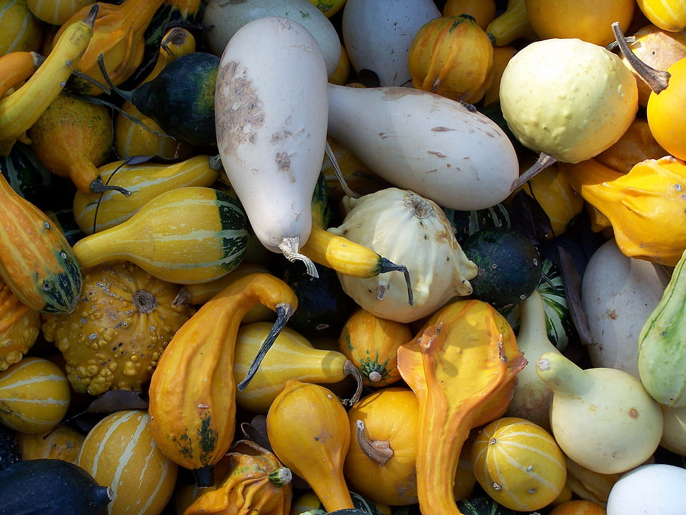 assorted gourdes HD wallpaper