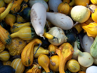 assorted gourdes HD wallpaper