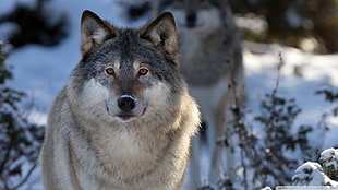 gray and black wolf, wolf, animals, nature, wildlife HD wallpaper