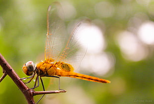 selective focus photography of orange dragonfly perching on tree branch