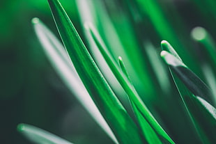selective focus photography of green leaf plants