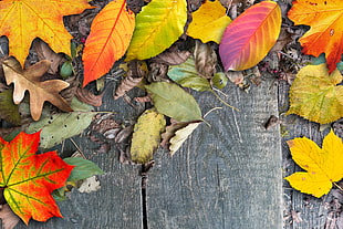 assorted leaves on black wooden board HD wallpaper