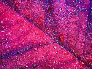 dewdrops on pink leaf