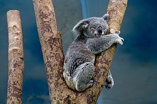 Koala bear HD wallpaper