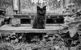black cat on brown wooden stair in grayscale