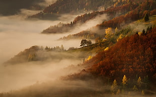 red and green trees covered with fogs