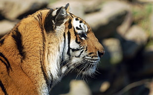 tiger staring at the right side during daytime HD wallpaper