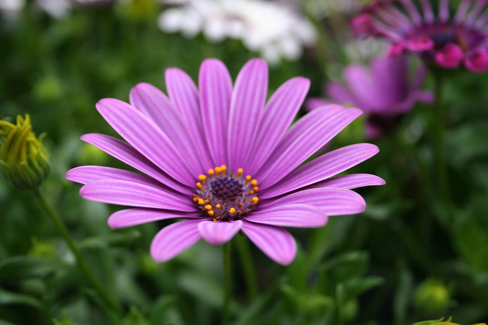 pink flower HD wallpaper
