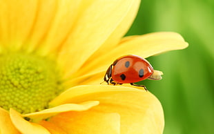 red Ladybug perched on yellow petaled flower in closeup photo