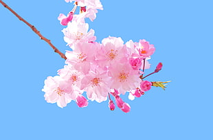 selective focus photography of cherry blossom, japanese cherry HD wallpaper