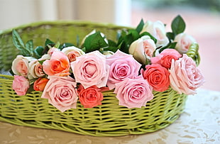 selective photography of pink and white roses
