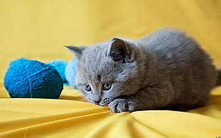 gray fur kitten HD wallpaper