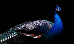 blue, white, and black peacock with black background
