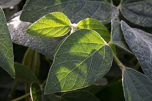 green leaves lot, soybeans