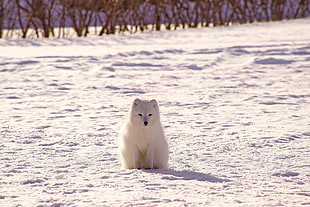 white 4-legged animal, Polar fox, Arctic fox, Snow