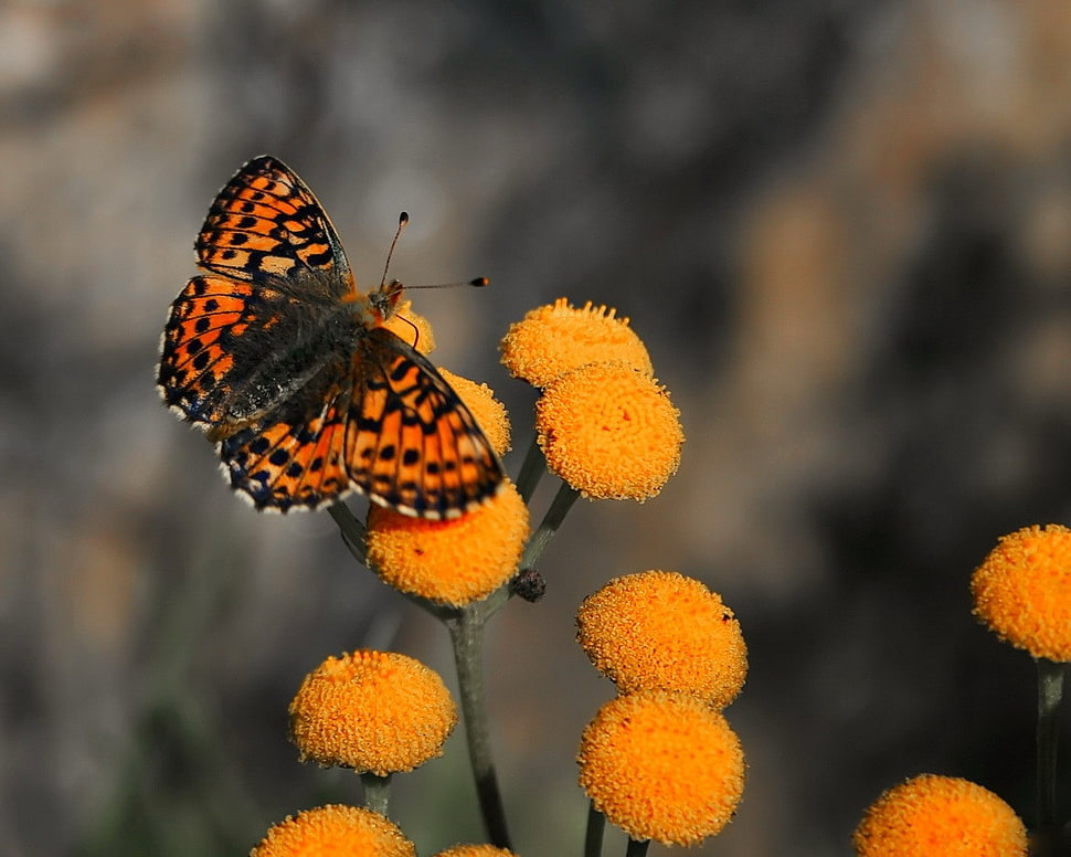 brown and black spotted butterfly perched on yellow flower in closeup photo HD wallpaper