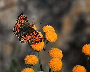 brown and black spotted butterfly perched on yellow flower in closeup photo