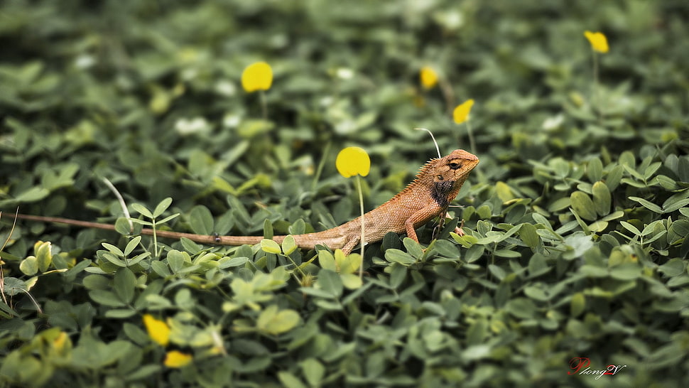 brown lizard, animals, macro, lizards HD wallpaper