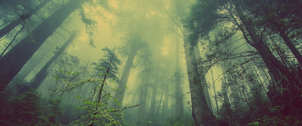 green leafed trees, landscape, forest, trees, mist HD wallpaper