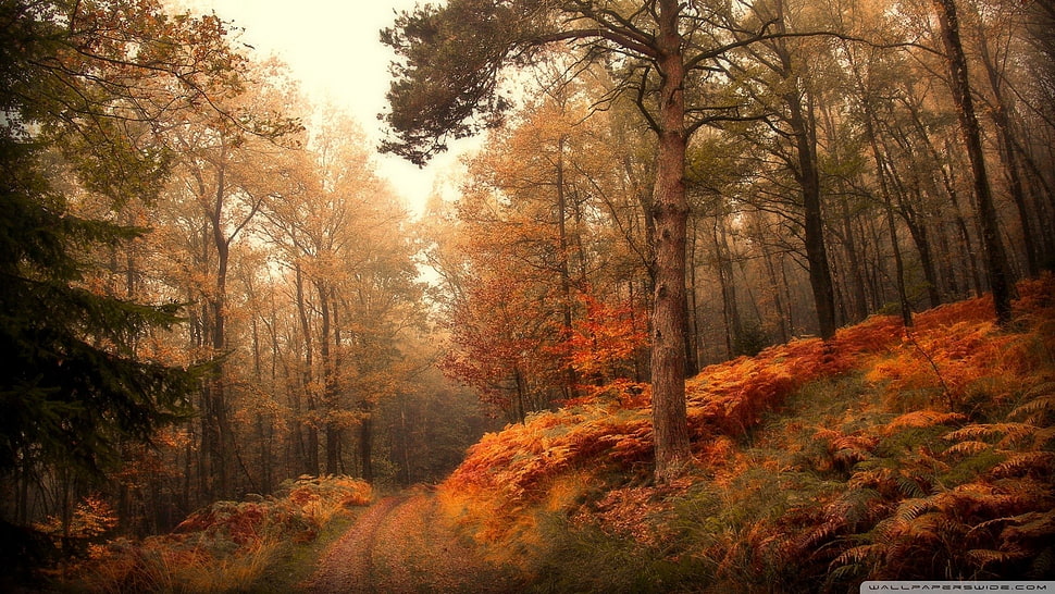 green and brown leaf trees near pathway HD wallpaper