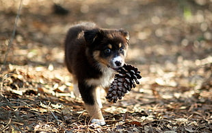bernese mountain dog puppy biting pine cone