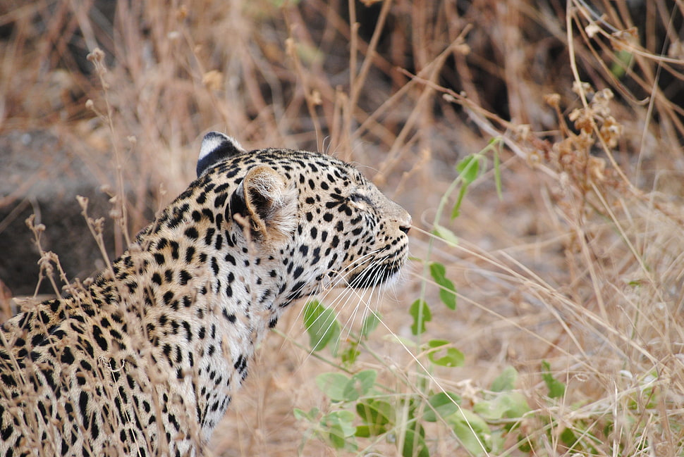 yellow and black cheetah HD wallpaper