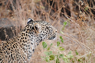 yellow and black cheetah