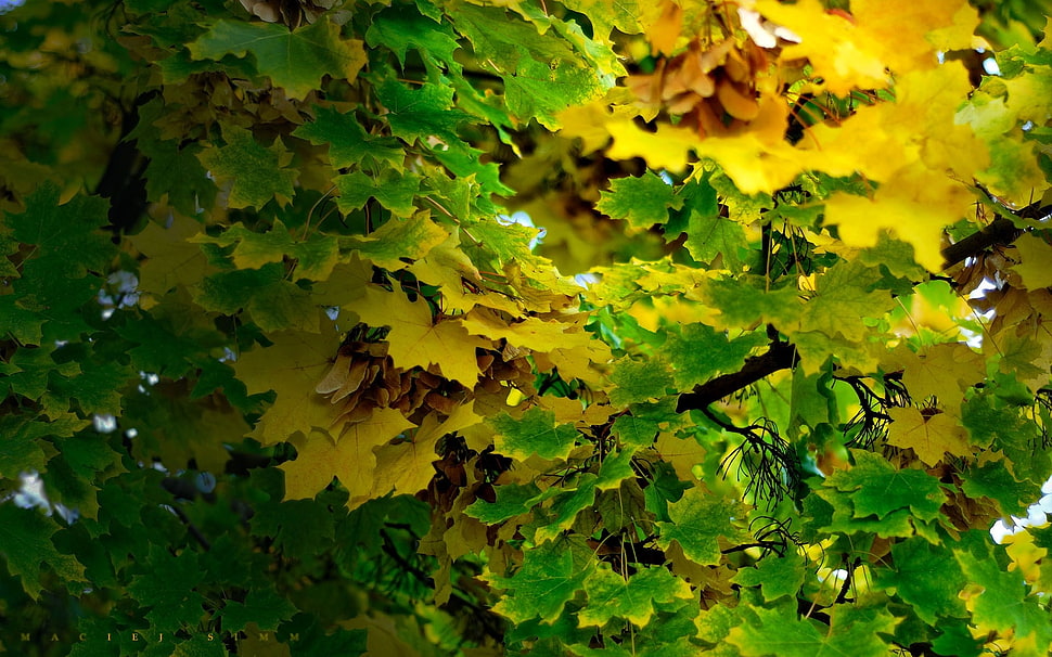 yellow and green maple leafs HD wallpaper