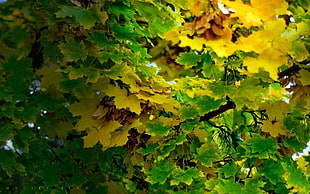 yellow and green maple leafs
