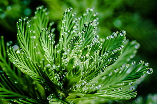 green plants micro photography, parrot, watermilfoil HD wallpaper