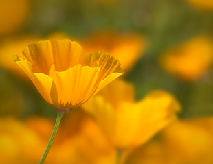 close photo of yellow petaled flower, california