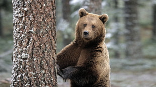 brown grizzly bear, animals, bears