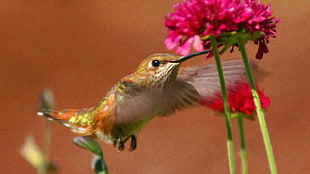 green and red bird figurine, hummingbirds, birds, pink flowers
