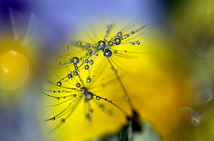 micro photo of  flowers with dew drops