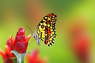 yellow, black, and red lacewing butterfly perched on red petaled flower in closeup photography