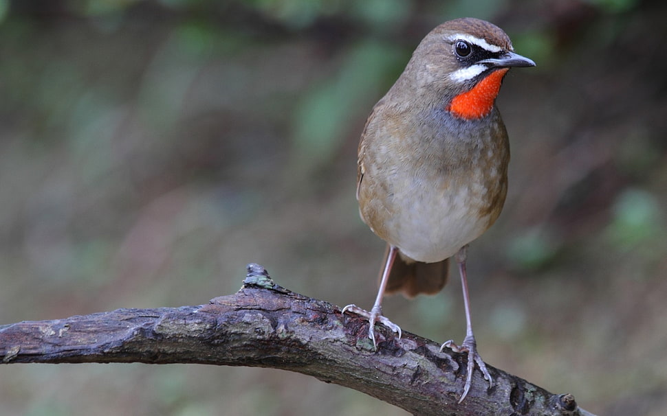 red-throated humming bird HD wallpaper