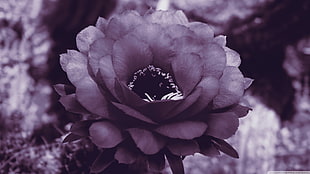 grayscale photo of flower, nature, flowers, plants