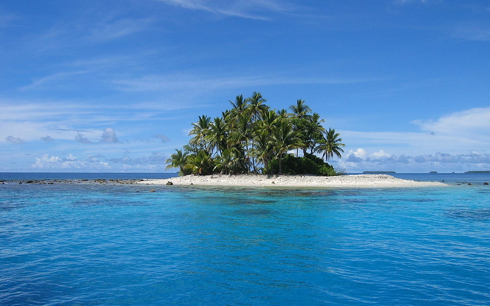 green coconut tree, landscape HD wallpaper