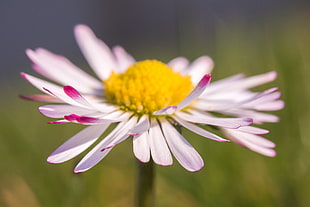 close-up photo of pink petaled flower
