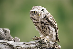 brown and white owl on gray wooden tree