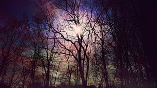 leafless trees, trees, sunlight, landscape