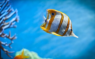 gray and yellow fish, butterfly fish, underwater, depth of field