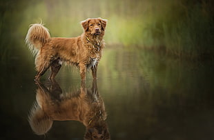short-coated brown dog, water, reflection, dog, animals